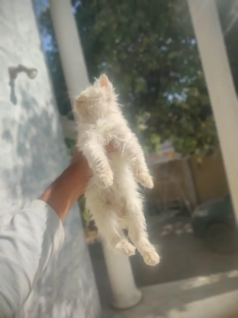 Punch face kittens and it,s mother for sale — photo 10