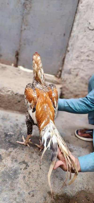 masha Allah high quality patha home breed