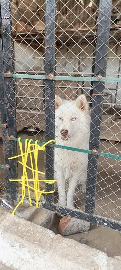 Alaskan male