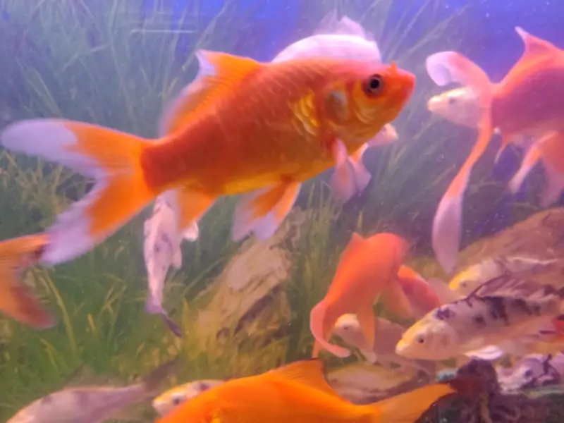 2"-3" medium size gold fish 1800 dozen & 350 pair mix colors — photo 2