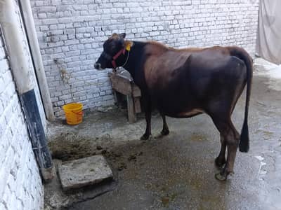 jersey cow