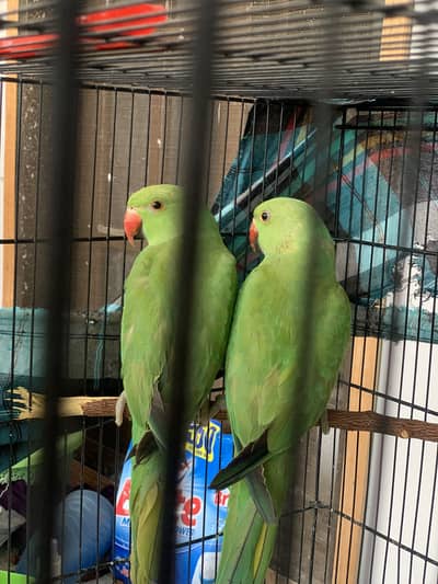 Green Alexandrine Parrot Pair for Sale in Hyderabad