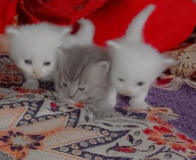 parsion cats female 2 white & 1 gray