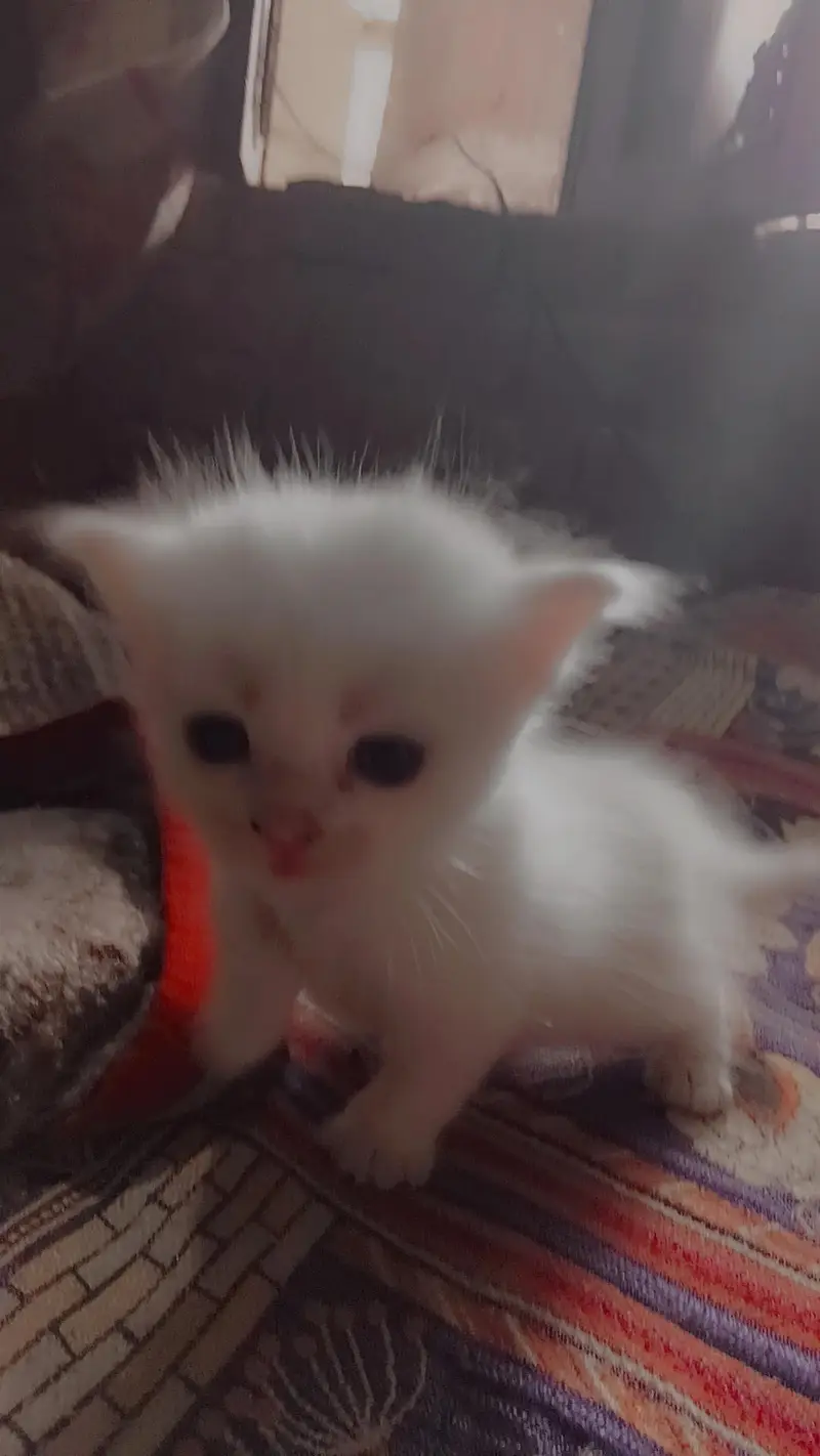 parsion cats female 2 white & 1 gray — photo 2