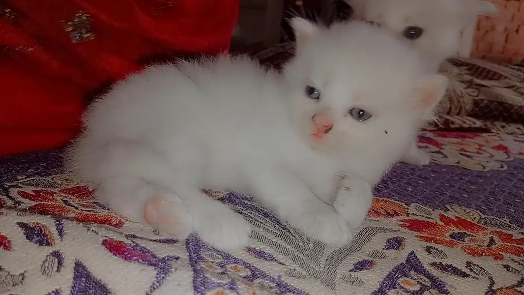 parsion cats female 2 white & 1 gray — photo 3