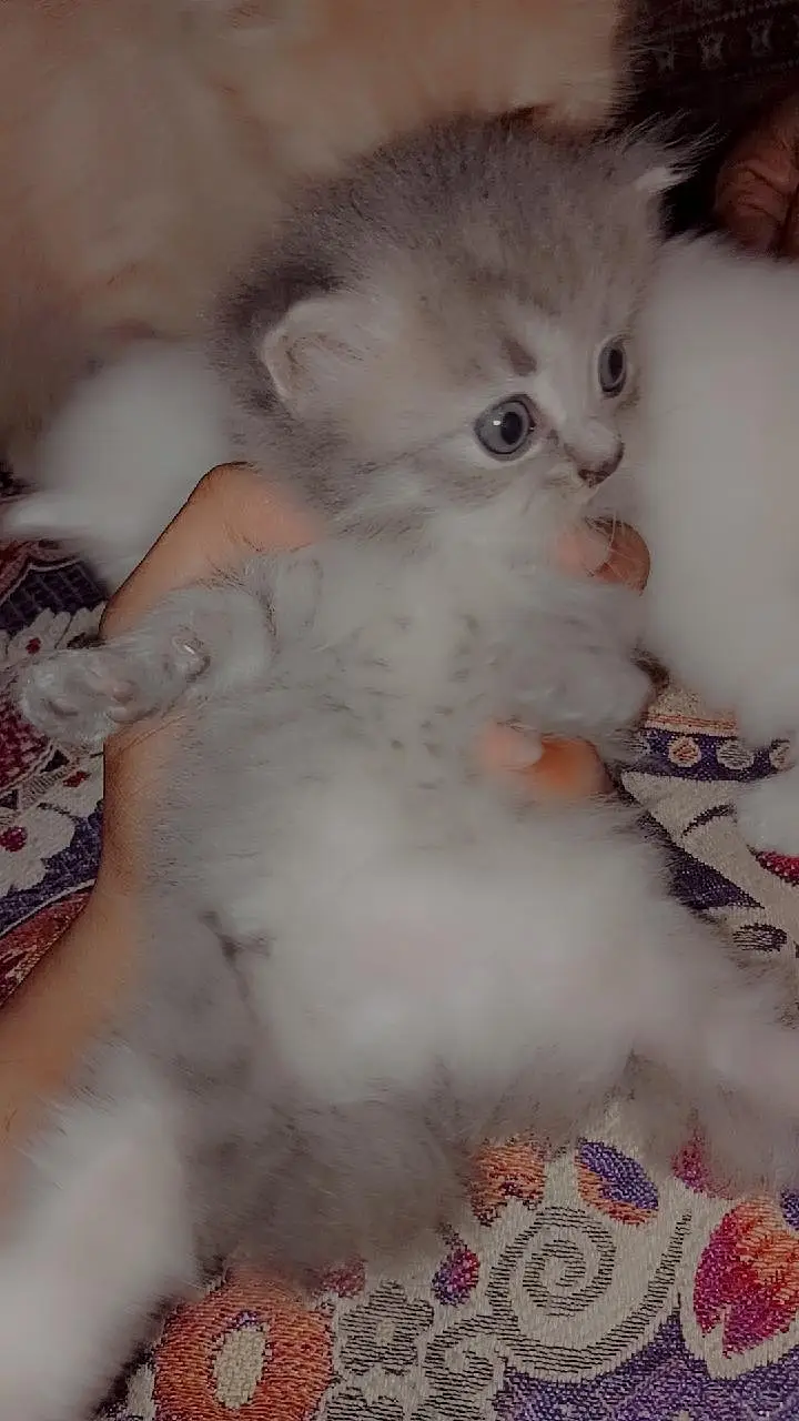 parsion cats female 2 white & 1 gray — photo 4
