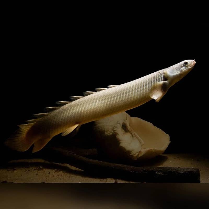 Bichir Fish 1