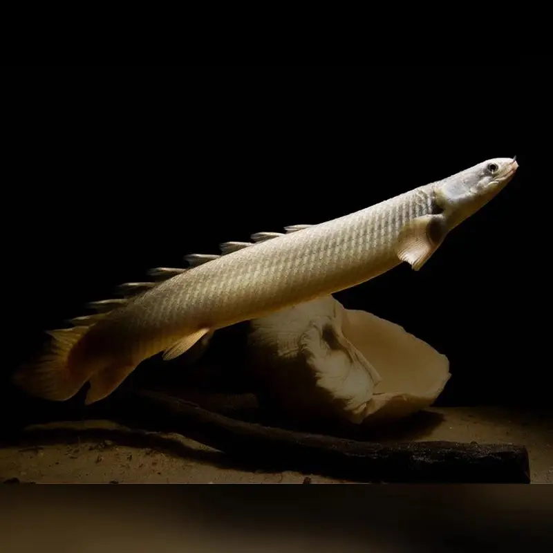Bichir Fish — photo 2