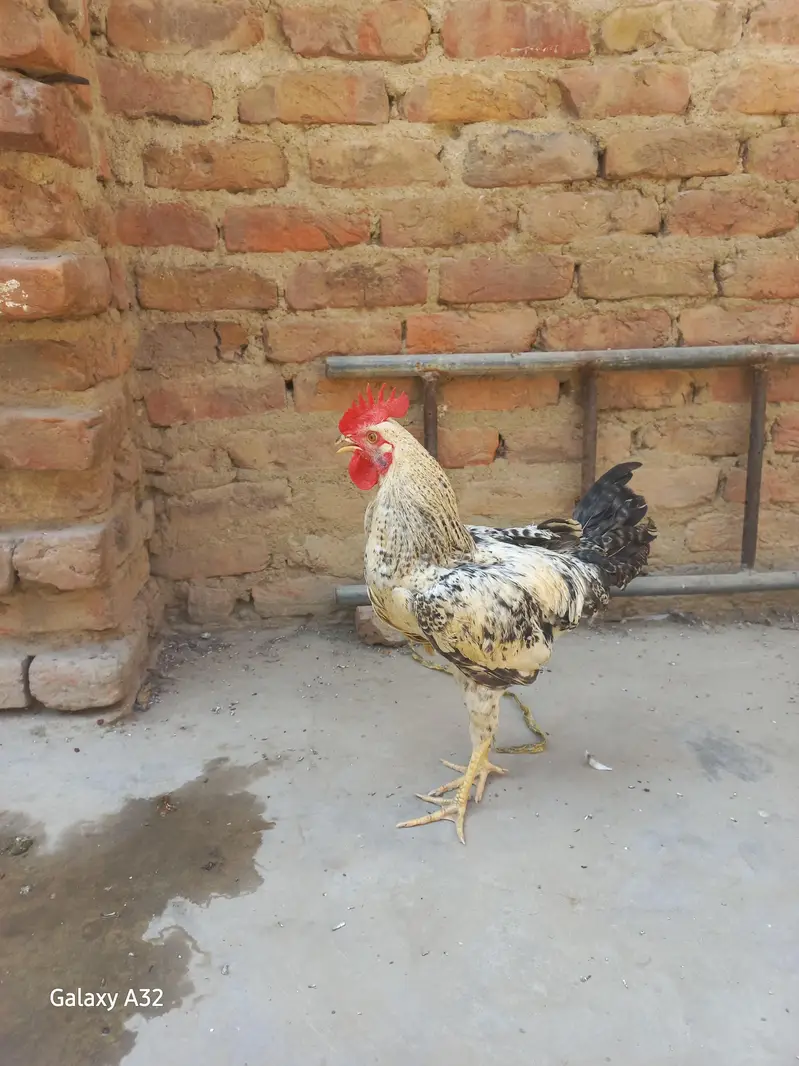misri murgha — photo 3