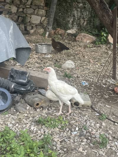 White heera phatiyan