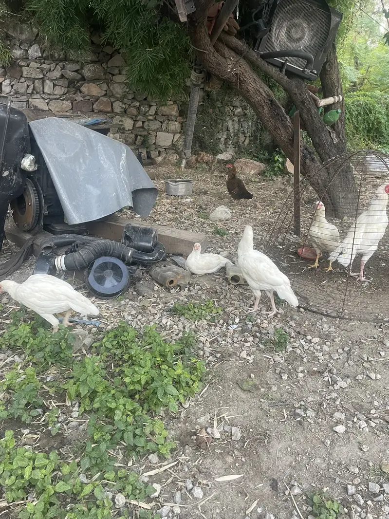 White heera phatiyan — photo 3