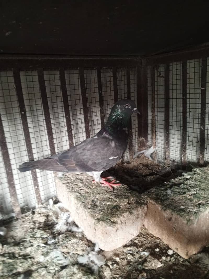 pigeons 0