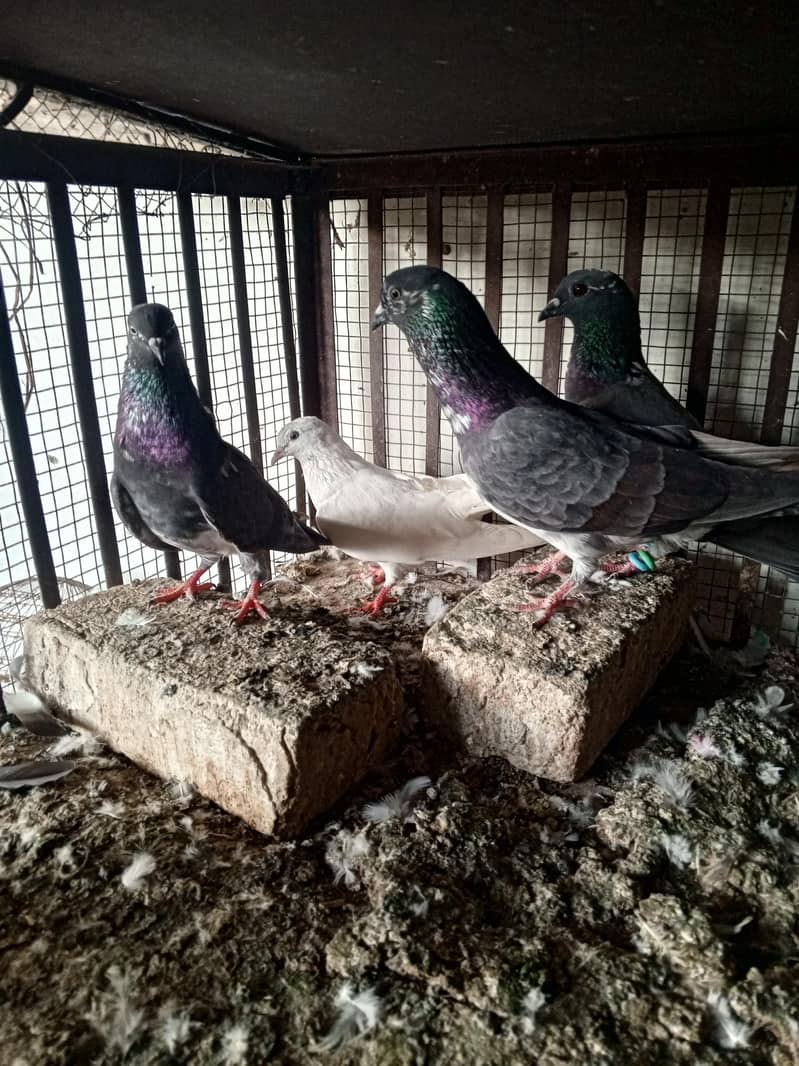 pigeons 1