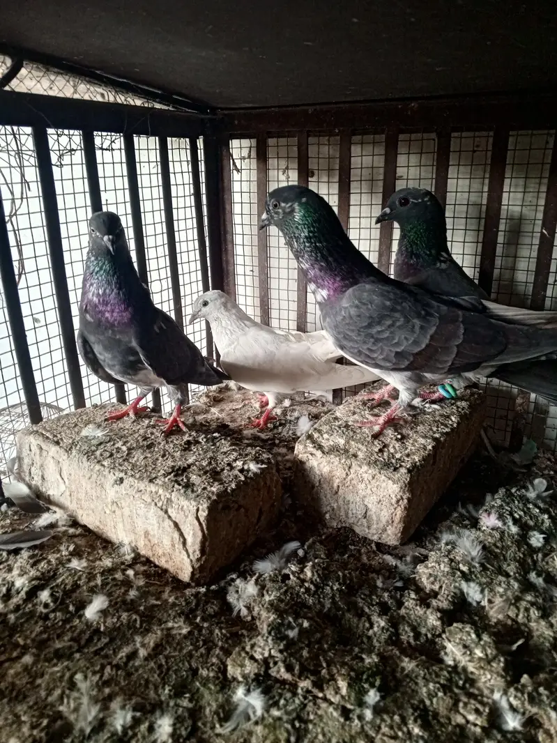 pigeons — photo 2