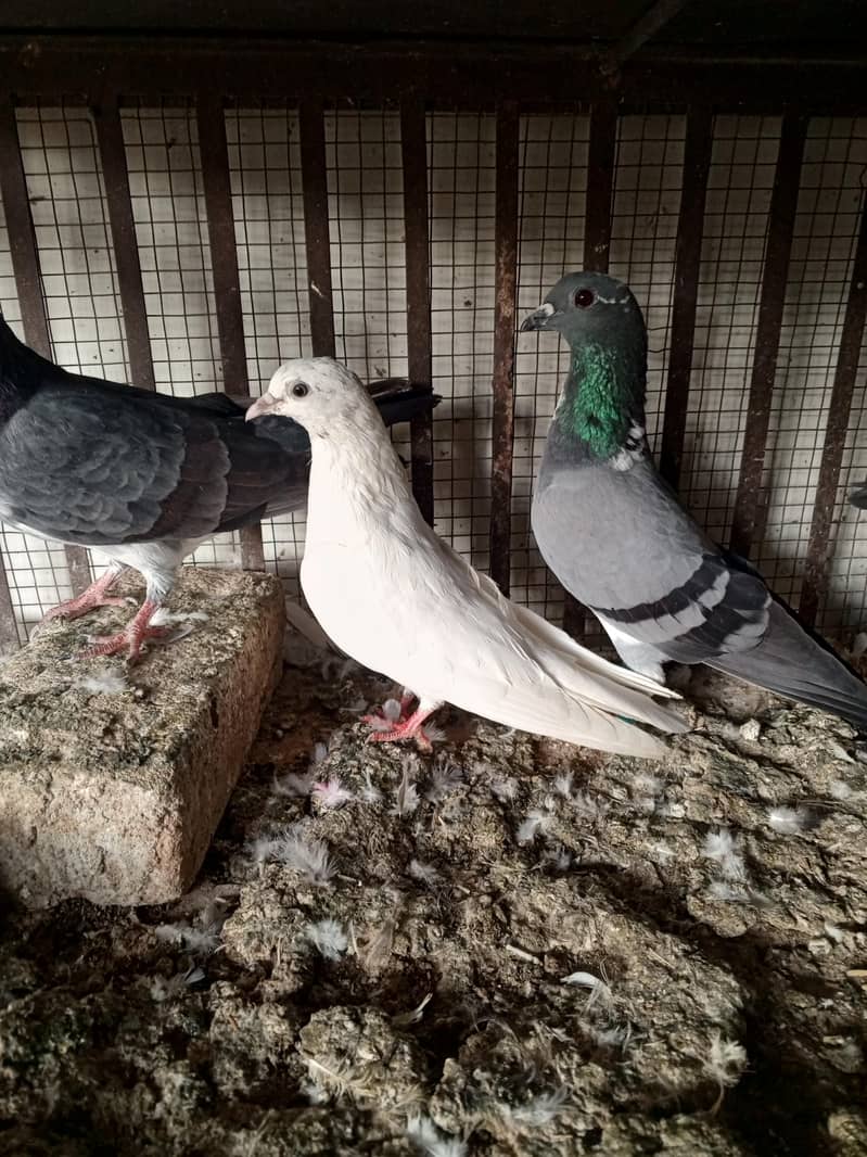 pigeons 2