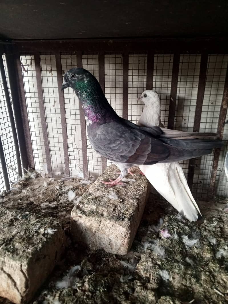 pigeons 3