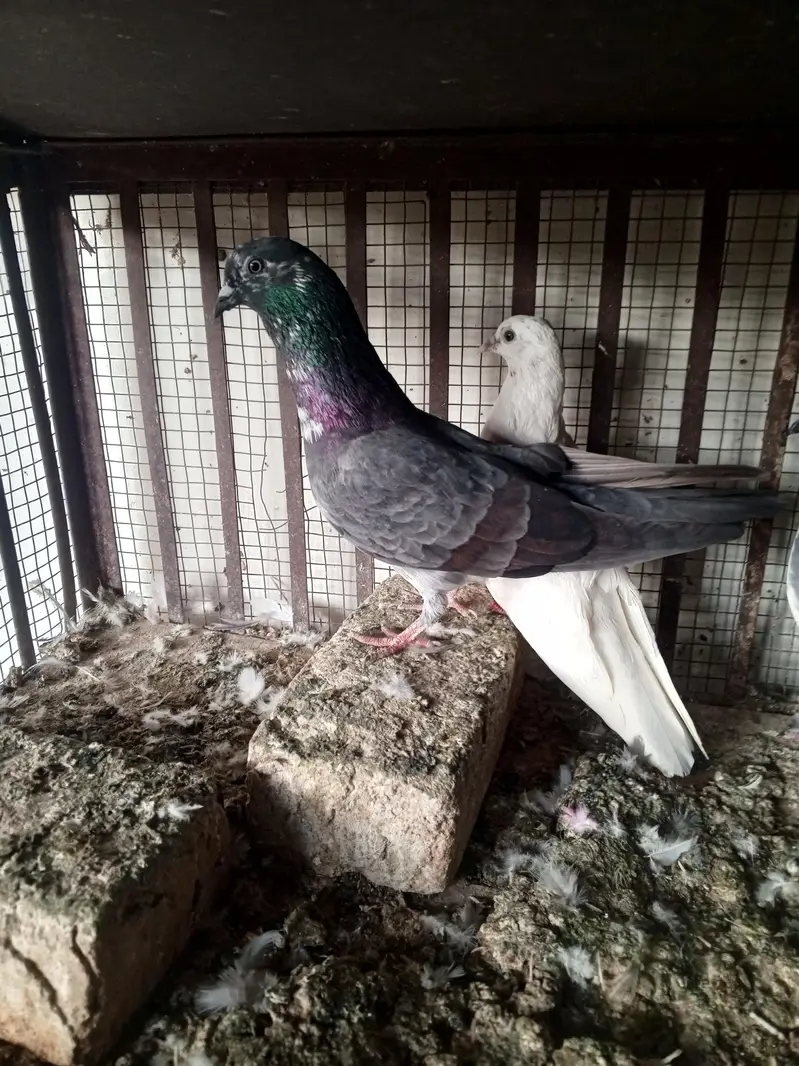 pigeons — photo 4