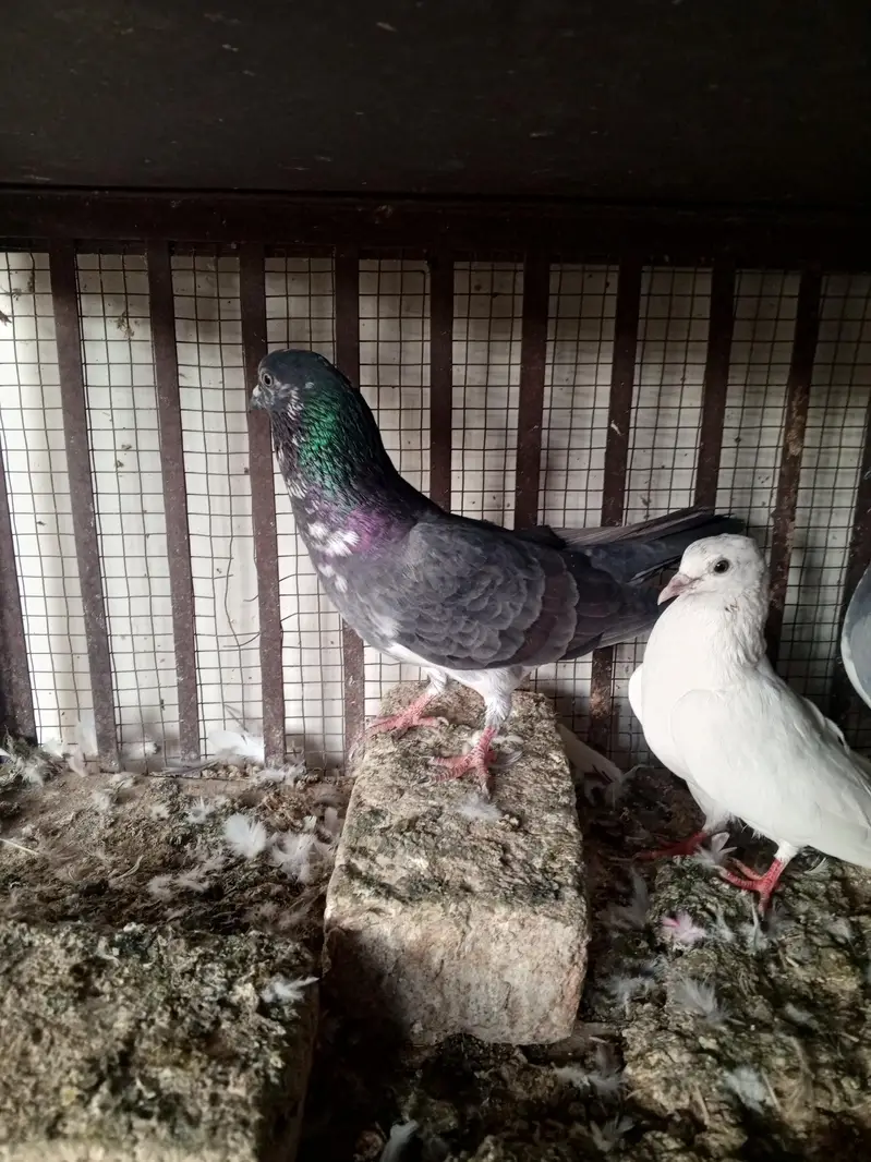 pigeons — photo 5