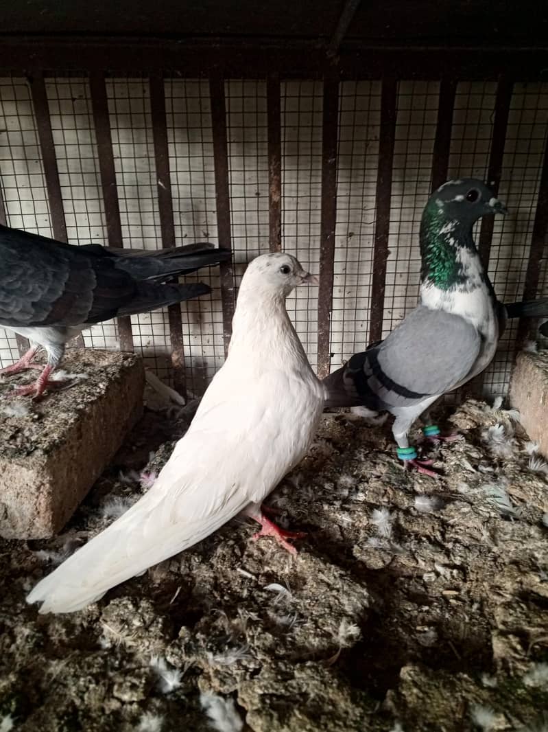 pigeons 5