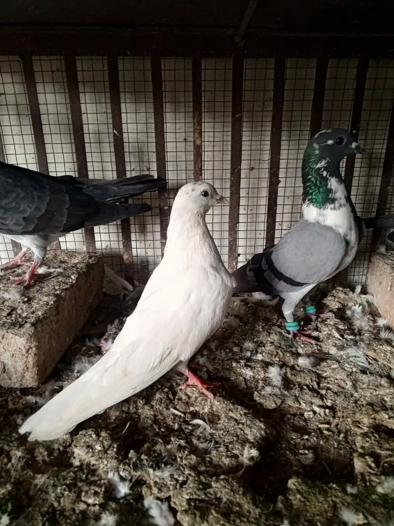 pigeons — photo 6