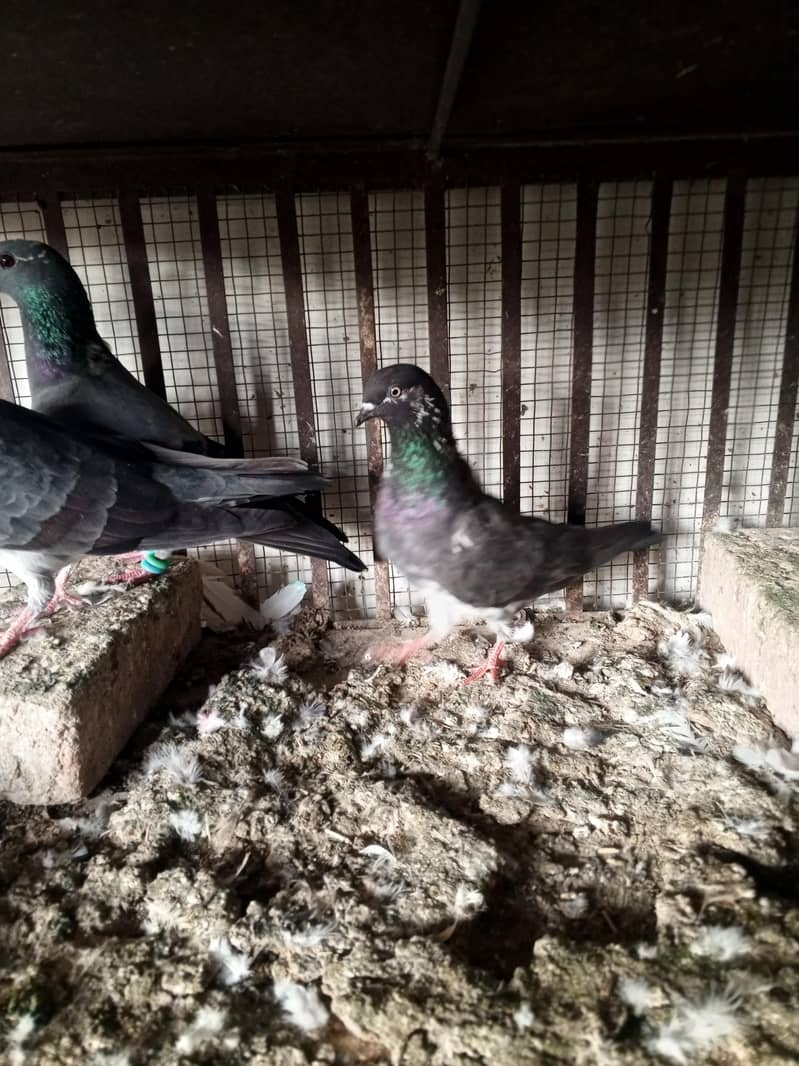 pigeons 6