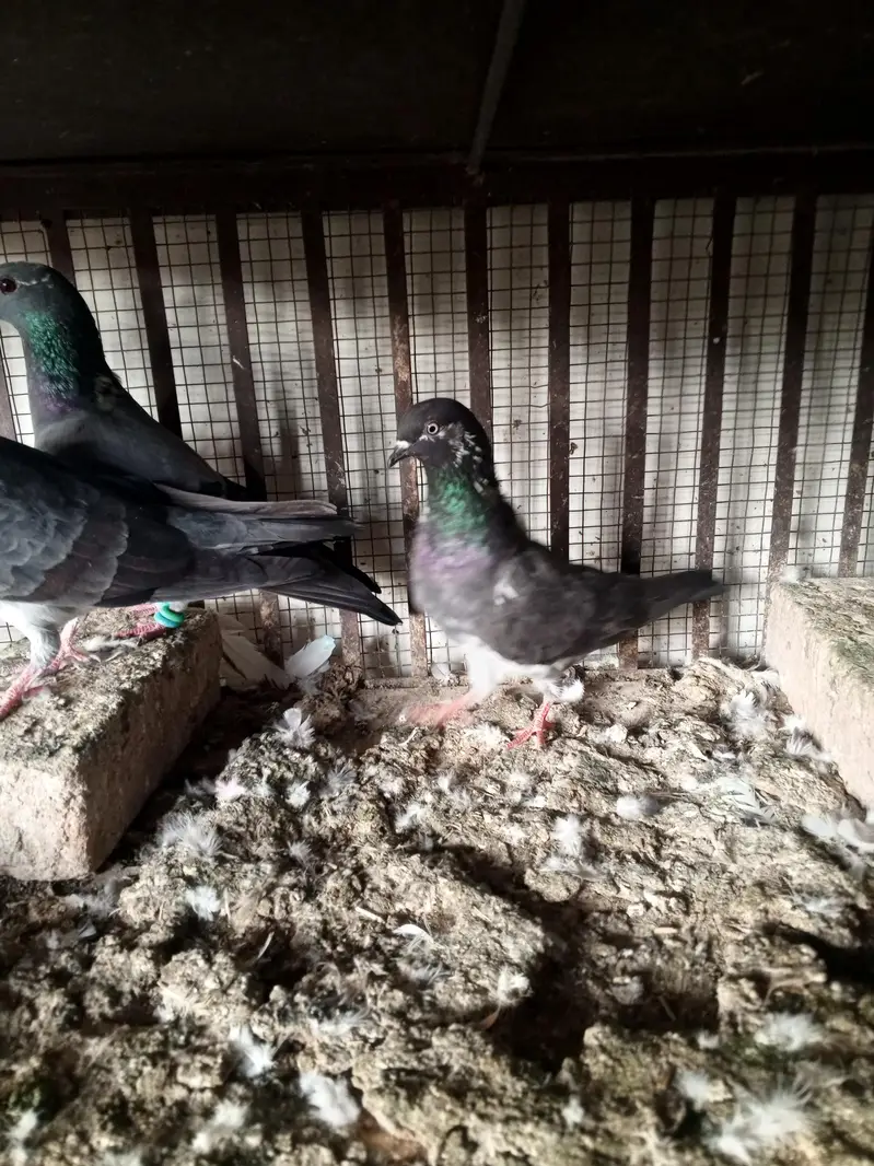 pigeons — photo 7