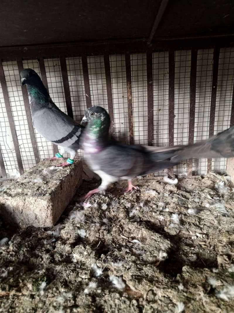 pigeons 7