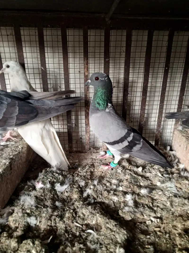 pigeons — photo 9
