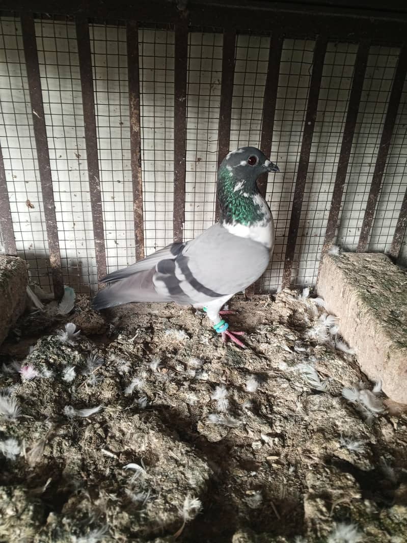 pigeons 9