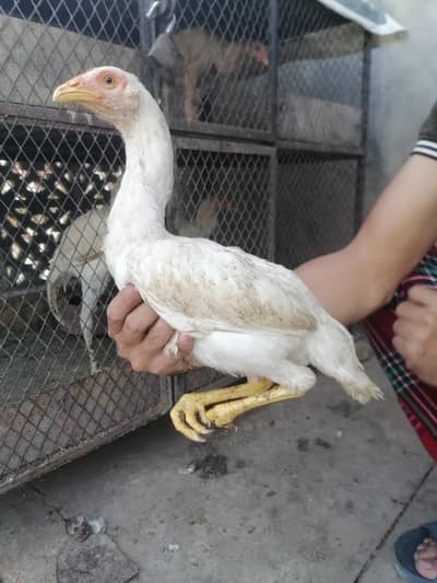 I m selling heera+mian wali hen chicks. its 2  male three female.