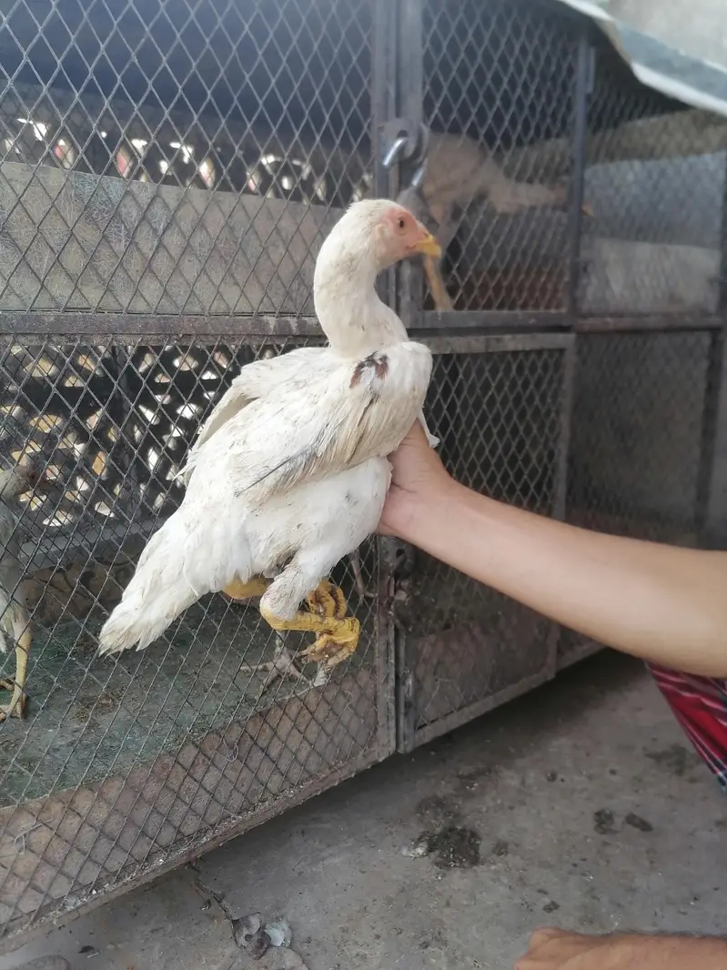 I m selling heera+mian wali hen chicks. its 2  male three female. — photo 2
