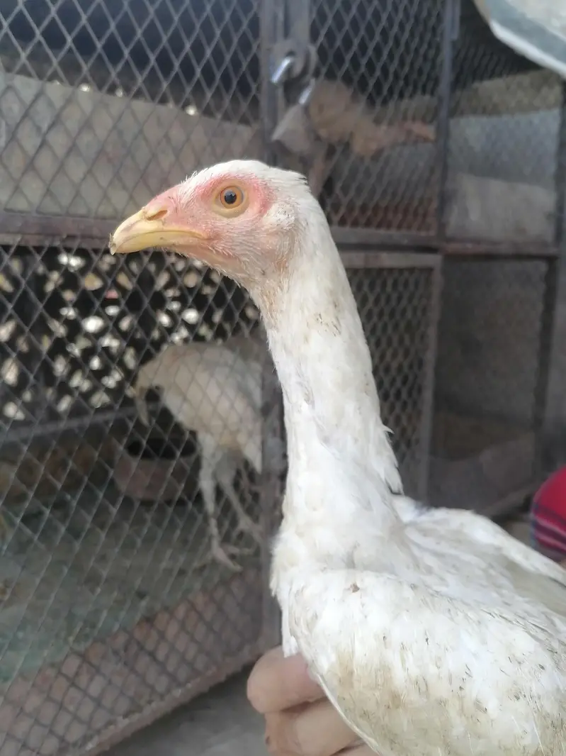 I m selling heera+mian wali hen chicks. its 2  male three female. — photo 3