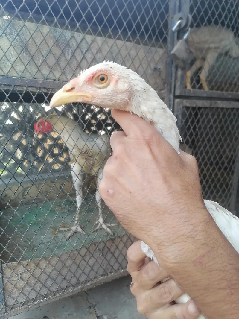 I m selling heera+mian wali hen chicks. its 2  male three female. — photo 4