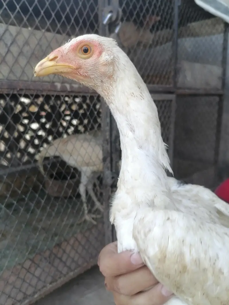 I m selling heera+mian wali hen chicks. its 2  male three female. — photo 5