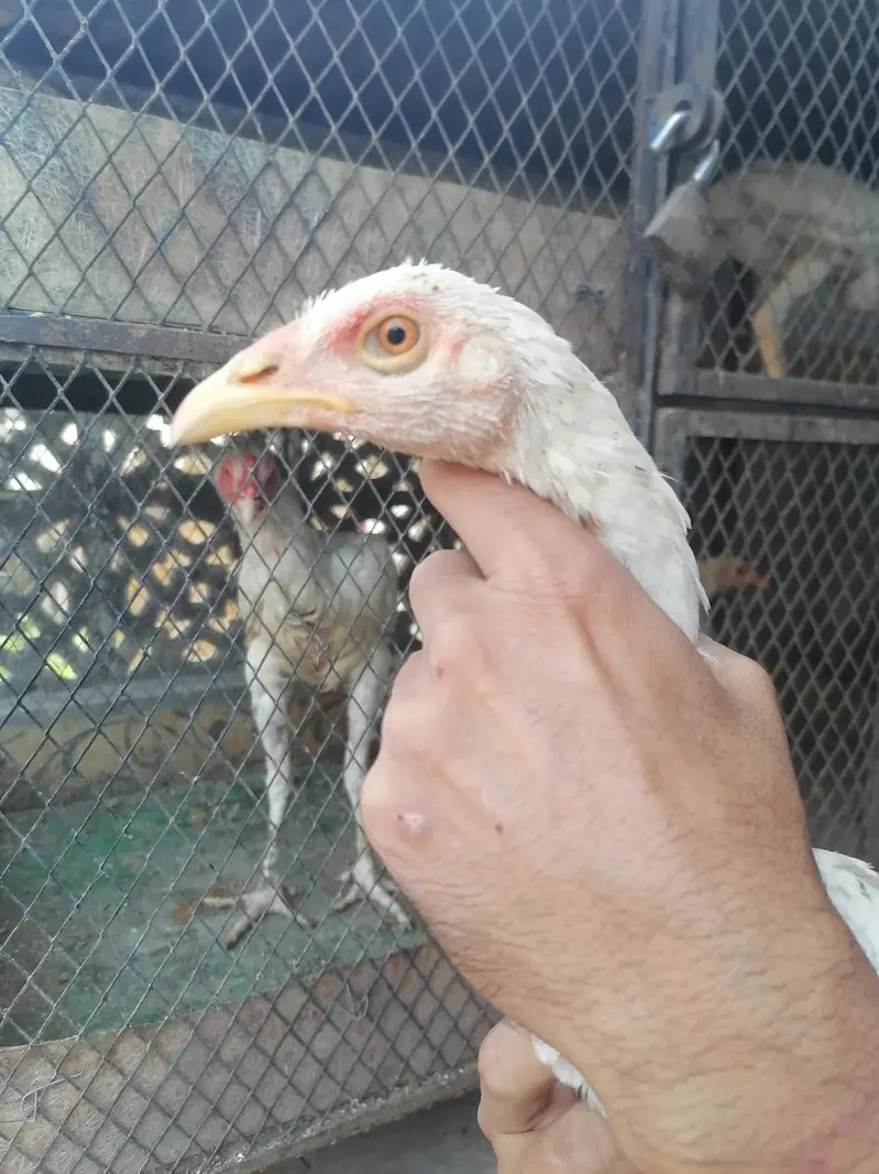I m selling heera+mian wali hen chicks. its 2  male three female. — photo 6