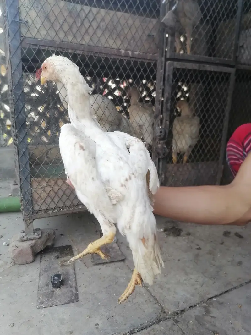 I m selling heera+mian wali hen chicks. its 2  male three female. — photo 7