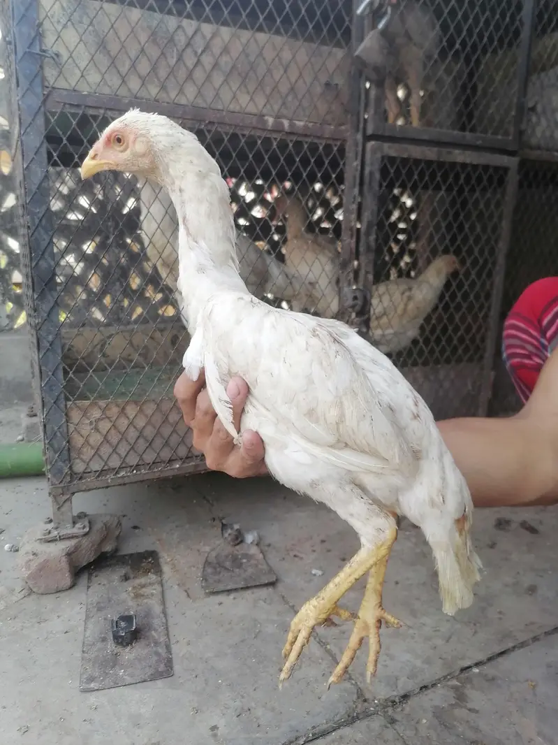 I m selling heera+mian wali hen chicks. its 2  male three female. — photo 8
