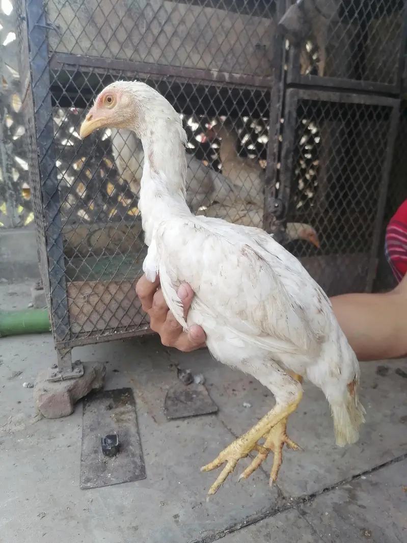 I m selling heera+mian wali hen chicks. its 2  male three female. — photo 9