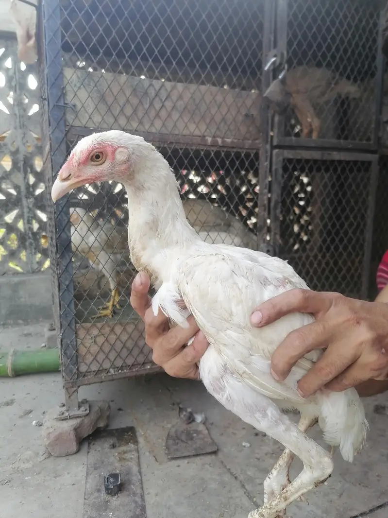 I m selling heera+mian wali hen chicks. its 2  male three female. — photo 10