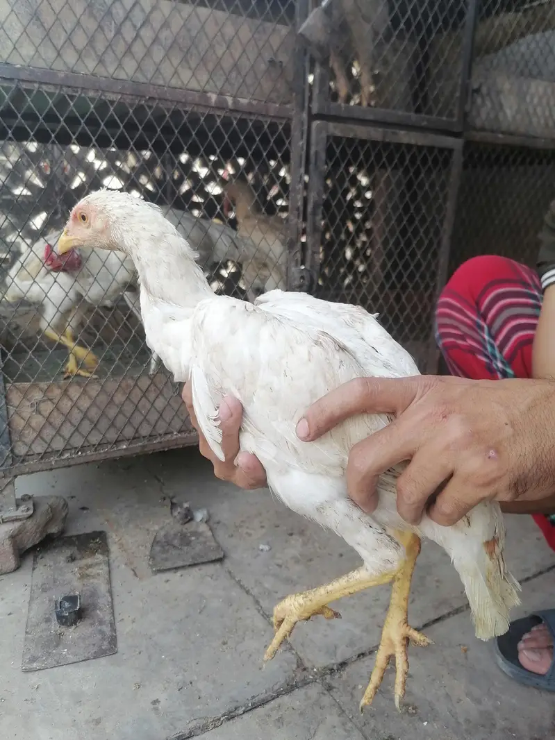 I m selling heera+mian wali hen chicks. its 2  male three female. — photo 11