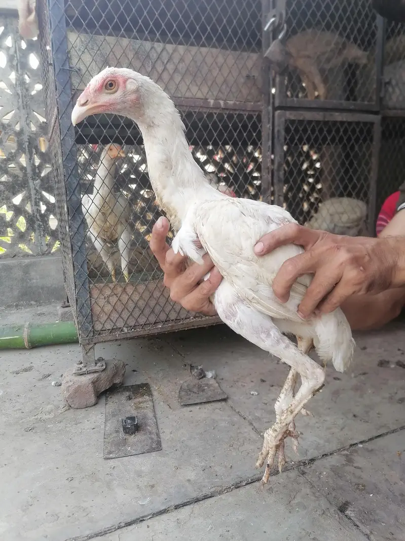 I m selling heera+mian wali hen chicks. its 2  male three female. — photo 12