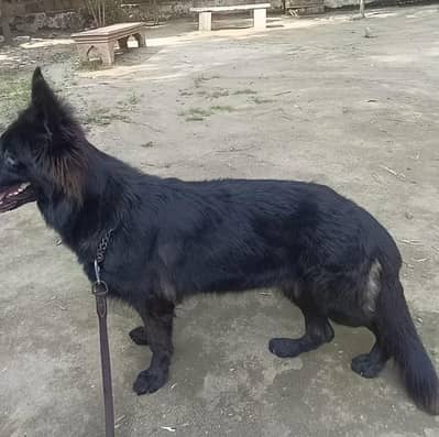 black German shepherd