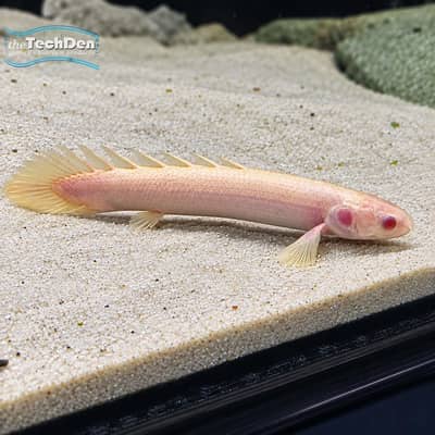 Bichir Fish
