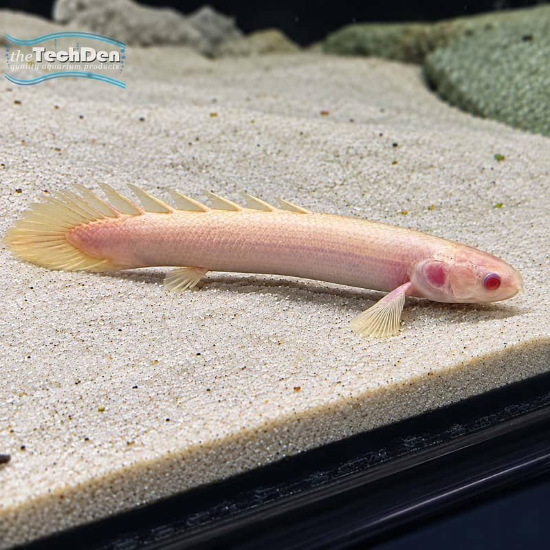Bichir Fish 0