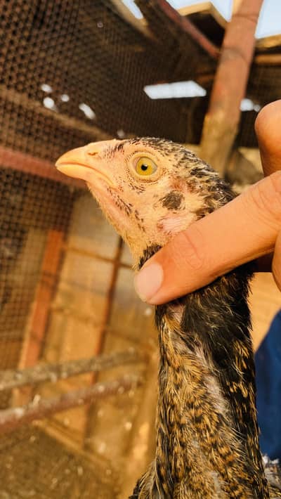 Chick For Sale