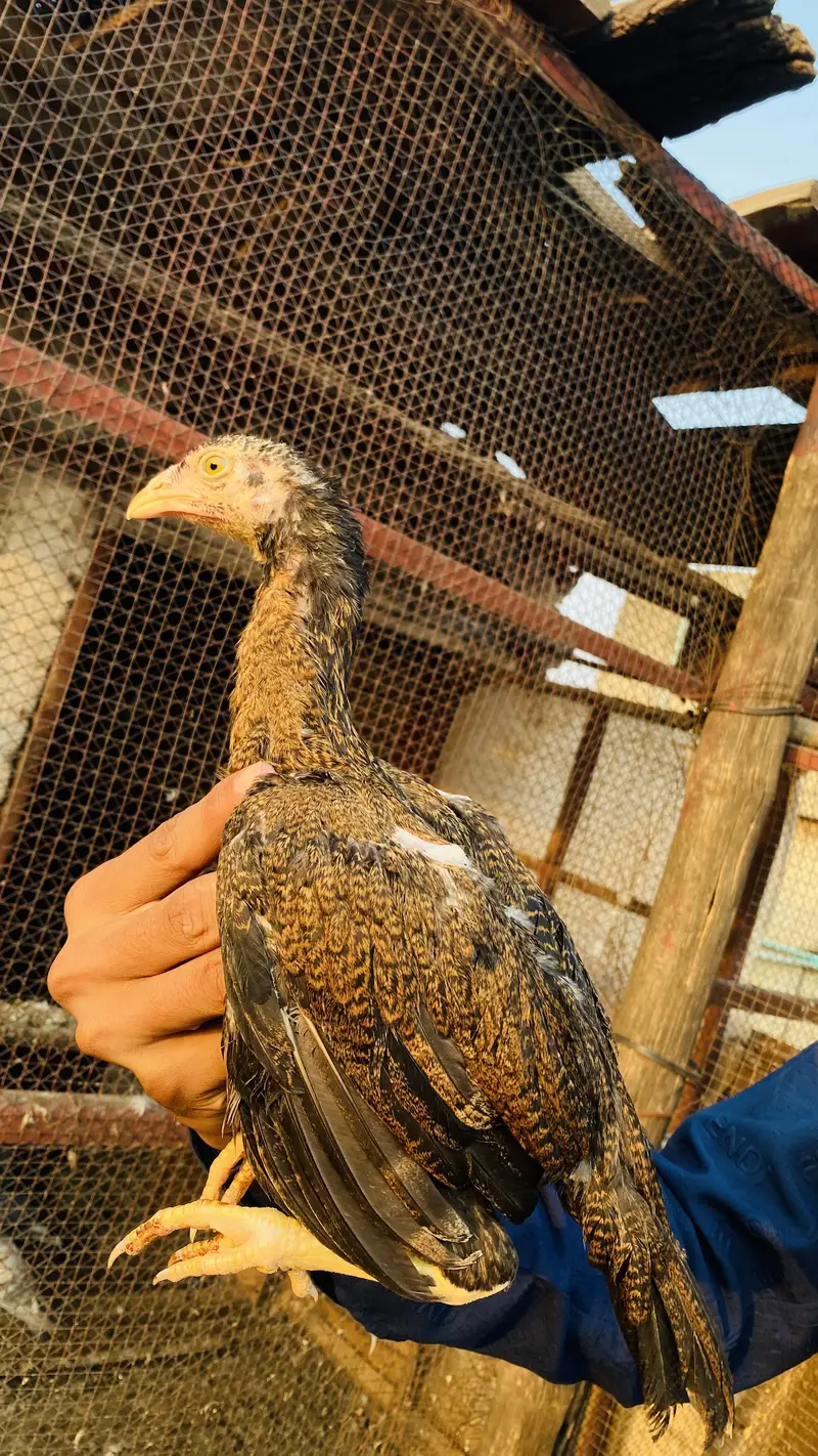 Chick For Sale — photo 2