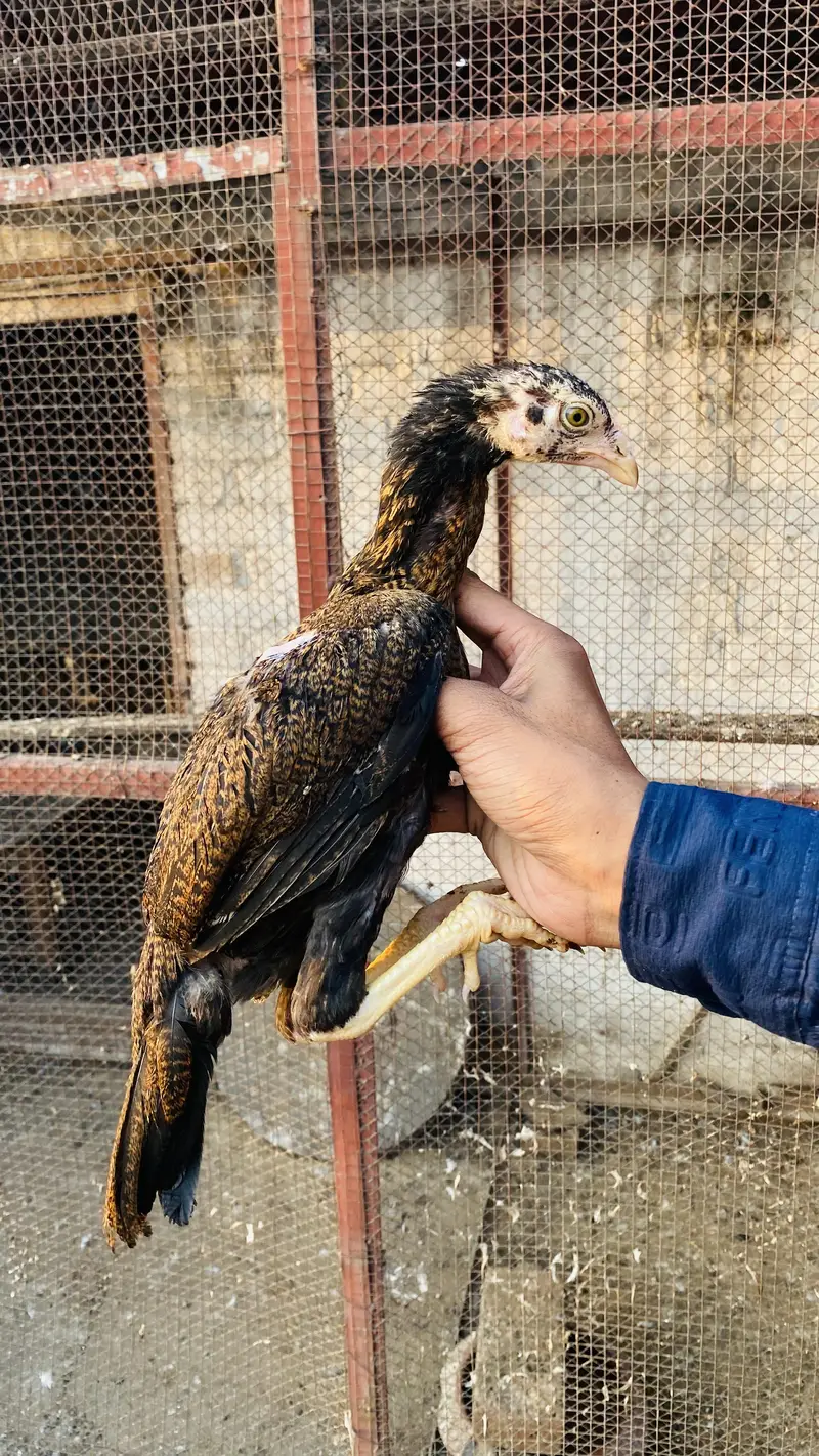 Chick For Sale — photo 3