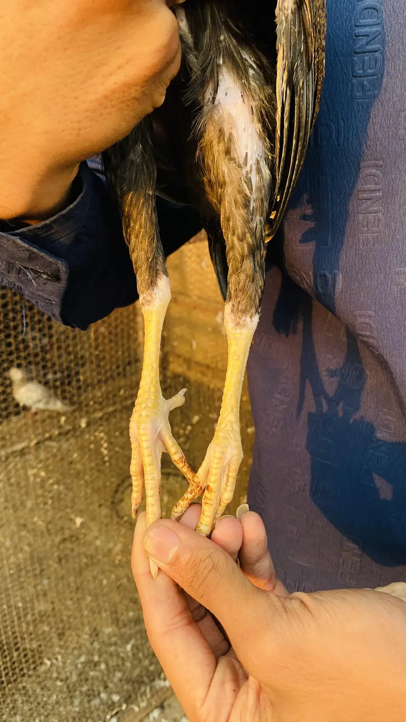 Chick For Sale — photo 4