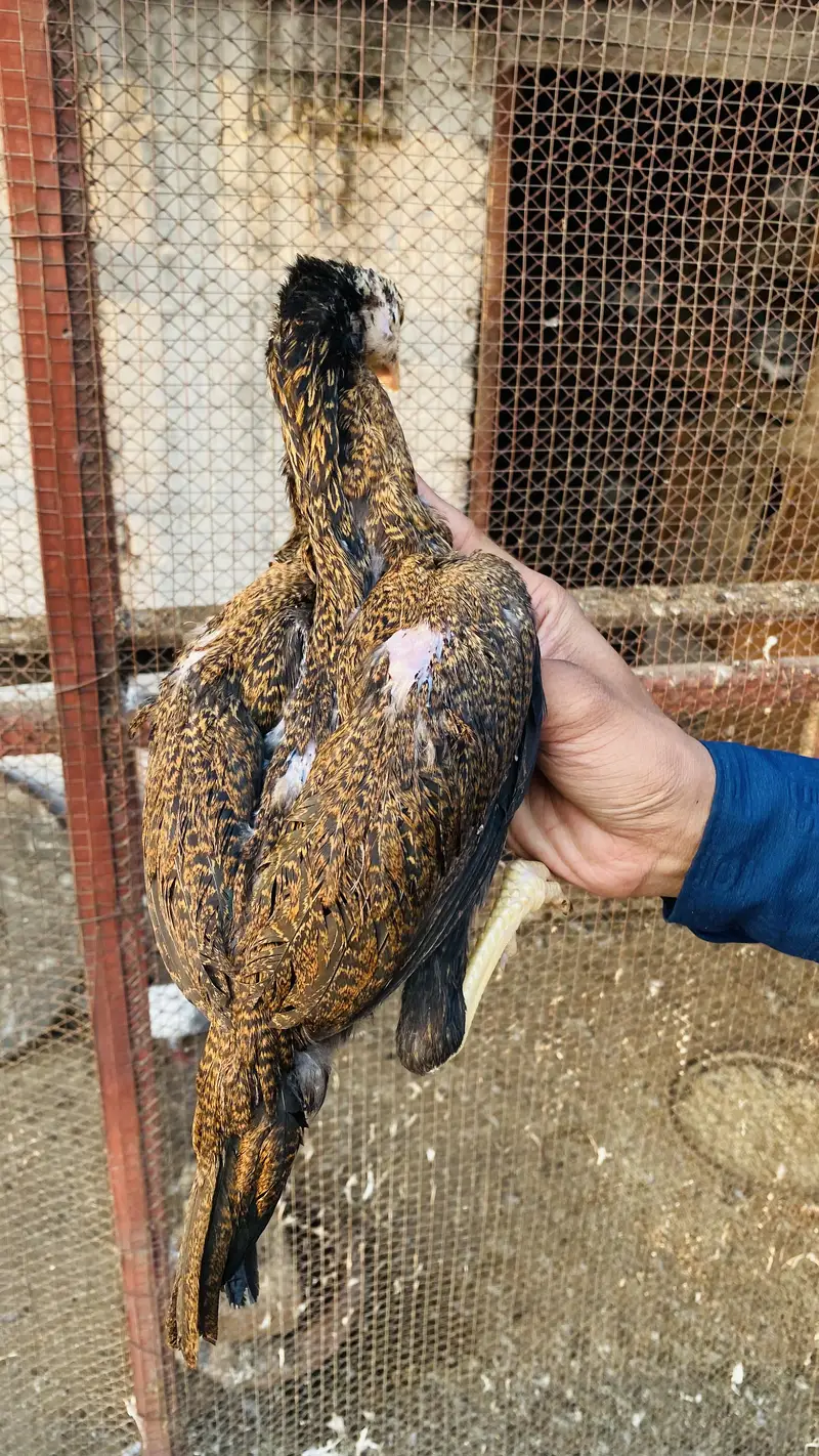 Chick For Sale — photo 5