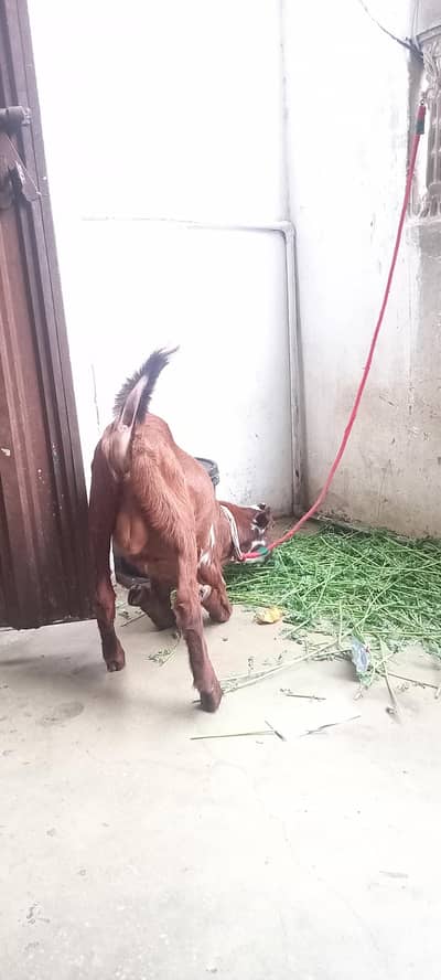 Bakra 6 to 7 month age